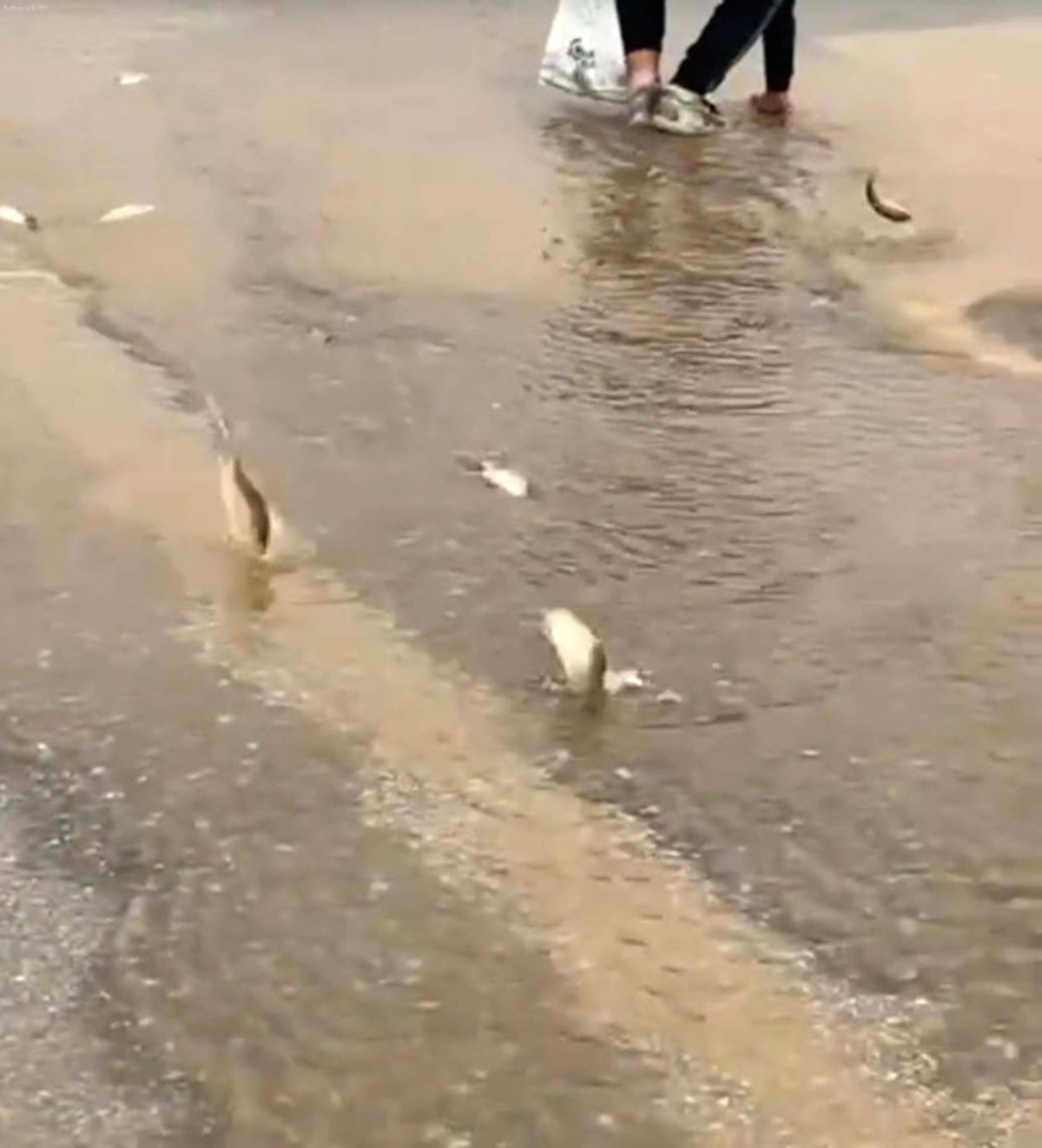Inondations et Perturbations Majeures à Bodrum suite à des Pluies Diluviennes : Des Poissons sur la Route, des Ferries Annulés